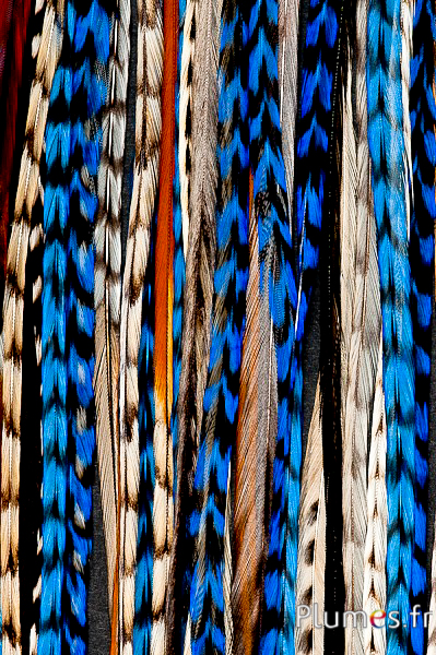 Coq grizzly mèche de 3 plumes - 20-30 cm - bleu